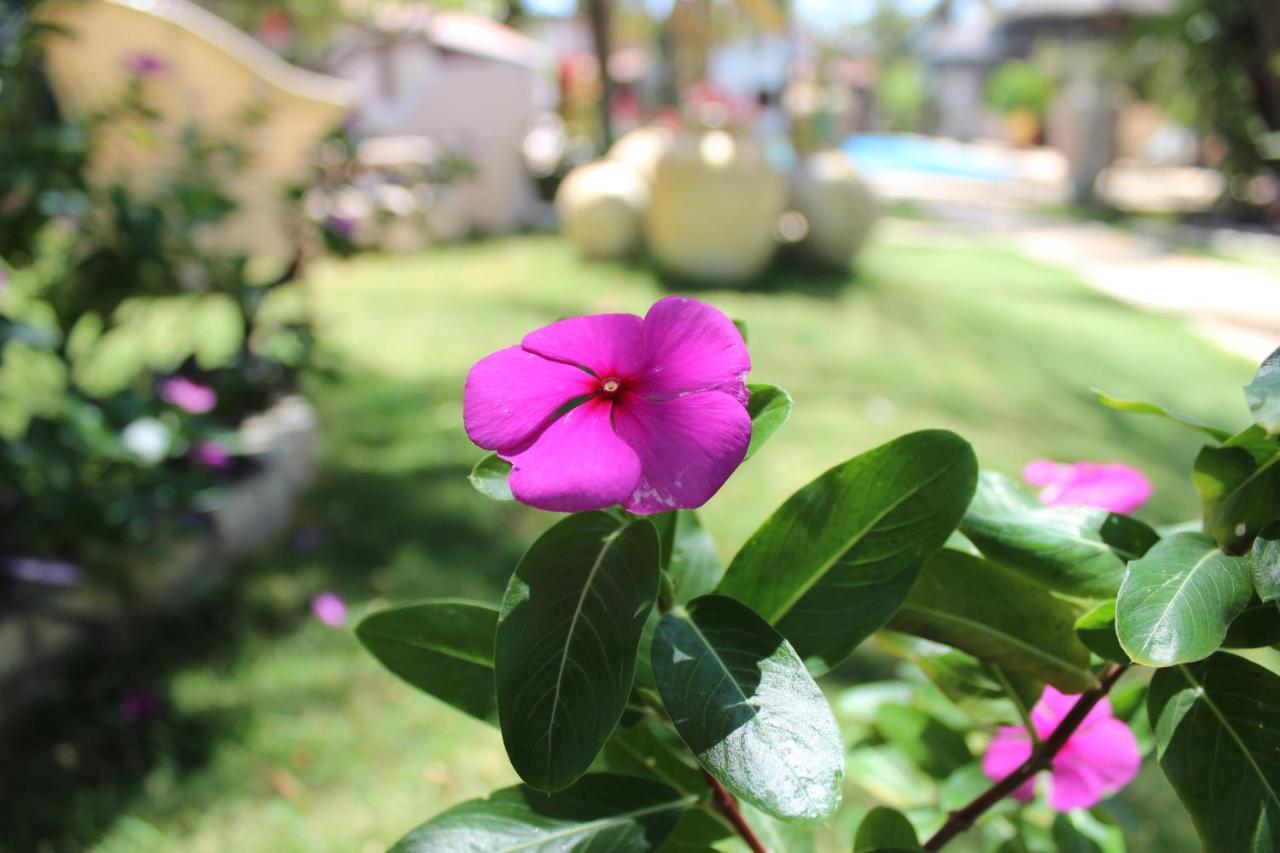 Hotel E Pousada La Dolce Vita Canoa Quebrada Zewnętrze zdjęcie